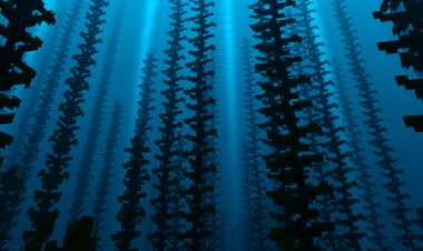 Immerse Yourself in Minecraft with the Newb Complementary Definitive Edition Shader